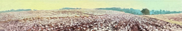 “Lush Cotton” by Crista Pisano