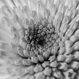 "Push My Button" by Donna Permell