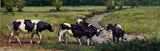 "Thirsty Cows" by Lydia Ellis