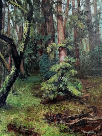 "Wondering Through the Redwoods" by Christina Wysocki