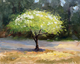 "Kousa Dogwood" by Peggy Immel