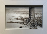 "Stump on Driftwood Beach" by Lisa Lebofsky