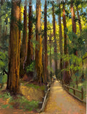 "Through the Redwoods" by Bob Upton