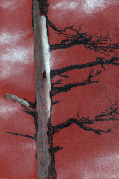 "Burnt Table Mountain Pine" by Lisa Lebofsky